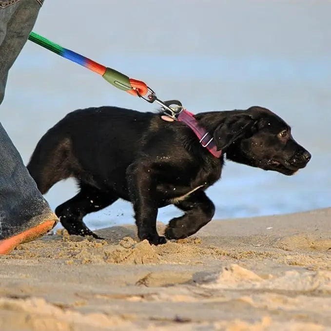 Elastic Durable Dog Leash for Hiking